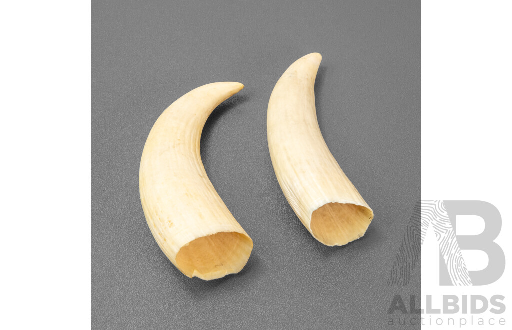 Pair of Vintage Boar's Tusks