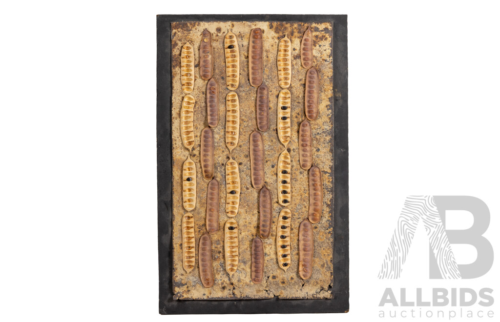 Anne Sawkins (20th Century, Australian), Patterns 1, Acacia Pods, Tin & Wood, Original Mixed Media, 44 x 28 cm (frame)