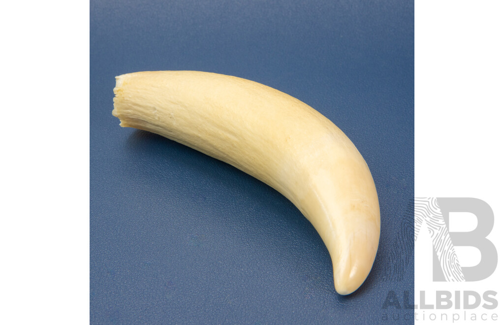 Vintage Sperm Whale Tooth