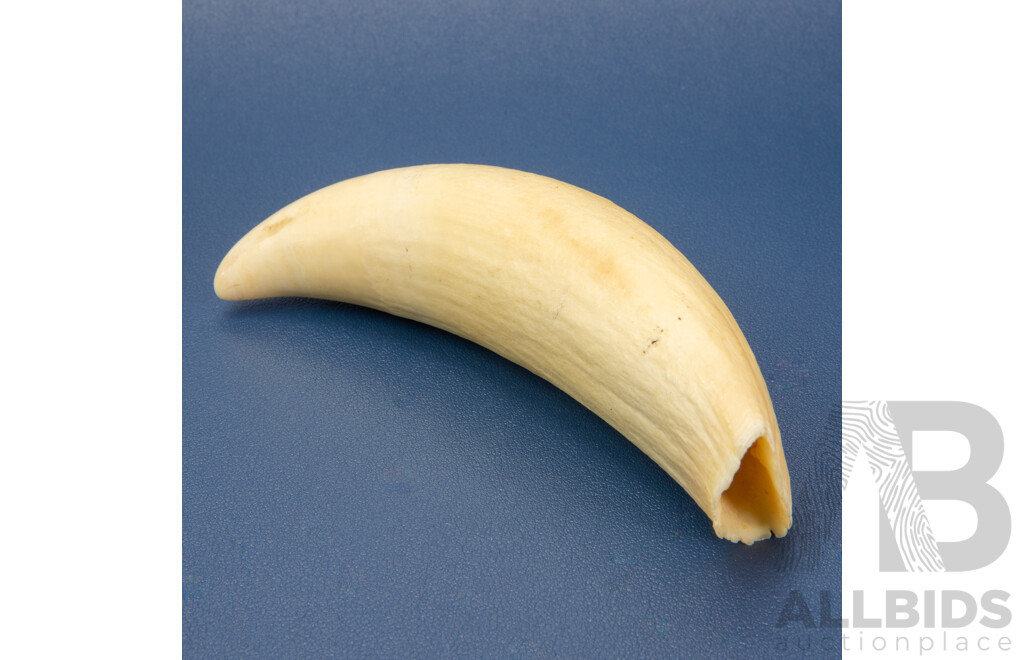 Vintage Sperm Whale Tooth