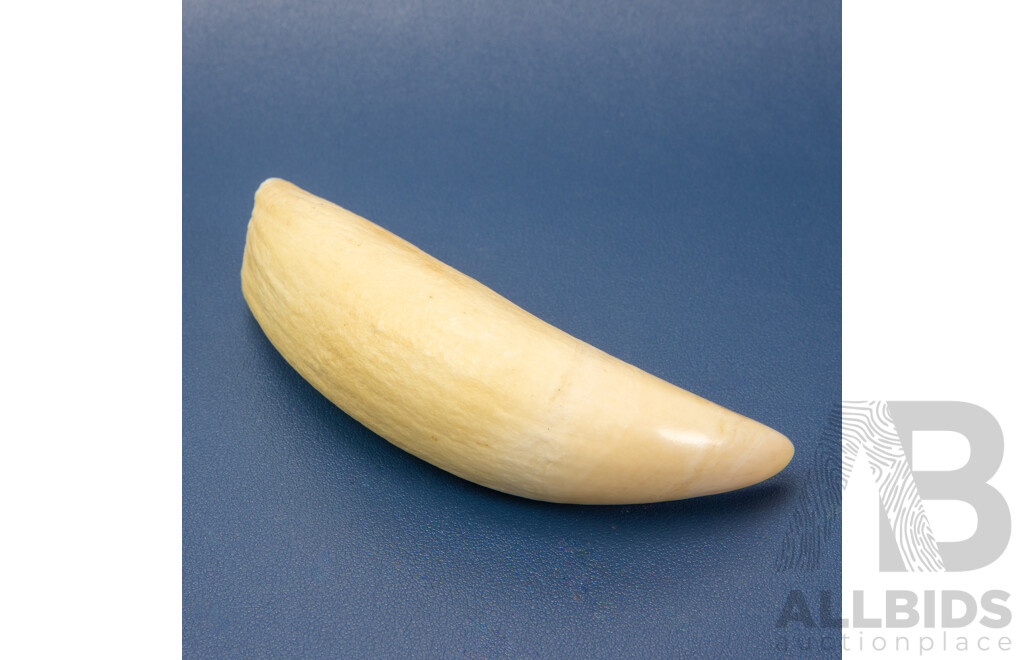 Vintage Sperm Whale Tooth