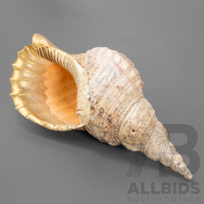 Large Vintage Triton's Trumpet Seashell