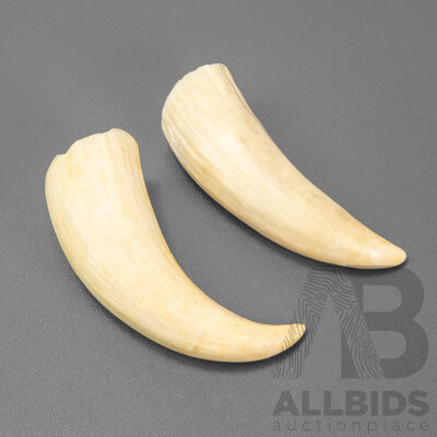 Pair of Vintage Boar's Tusks