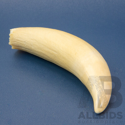 Vintage Sperm Whale Tooth