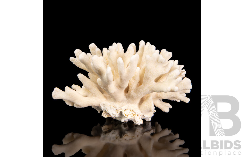 Natural Coral Specimen