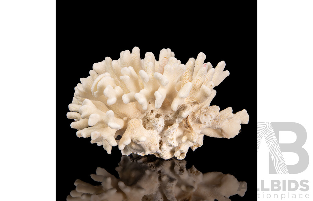 Natural Coral Specimen