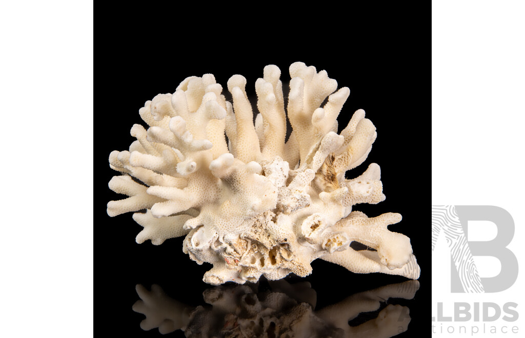 Natural Coral Specimen