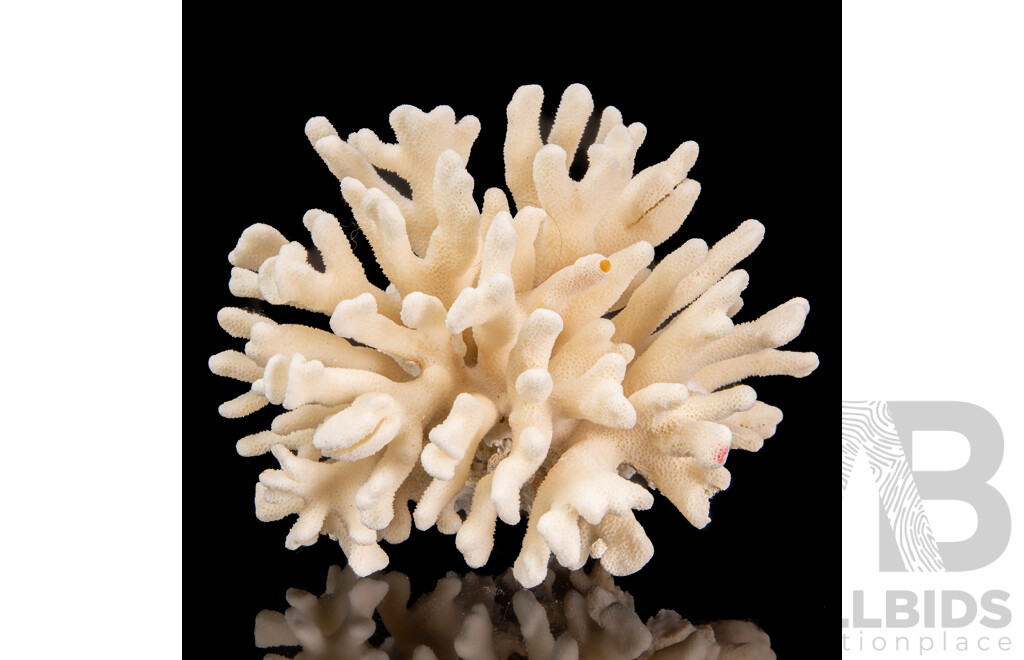 Natural Coral Specimen