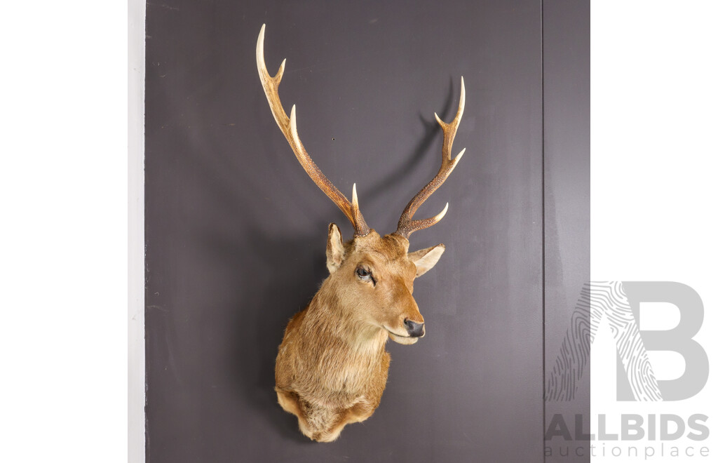 Vintage Taxidermy Shoulder Mount Sika Deer