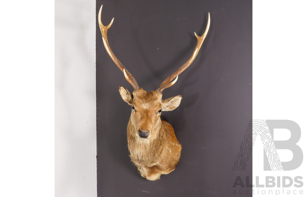 Vintage Taxidermy Shoulder Mount Sika Deer