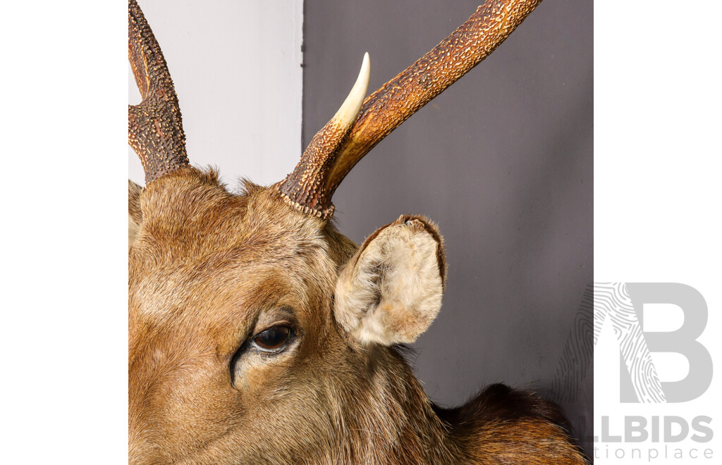 Vintage Taxidermy Shoulder Mount Sika Deer
