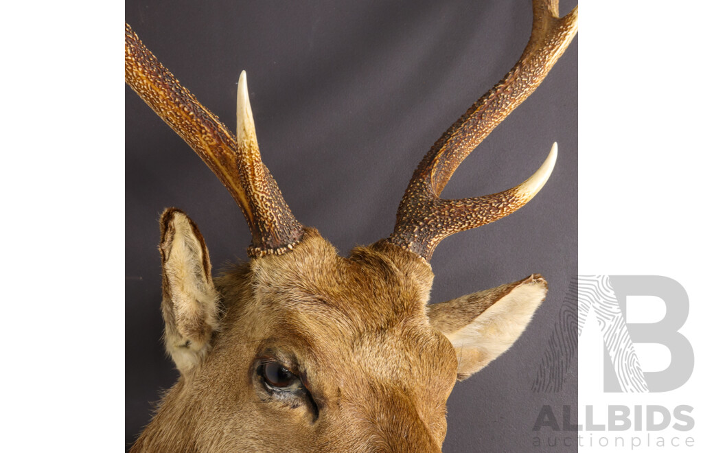 Vintage Taxidermy Shoulder Mount Sika Deer