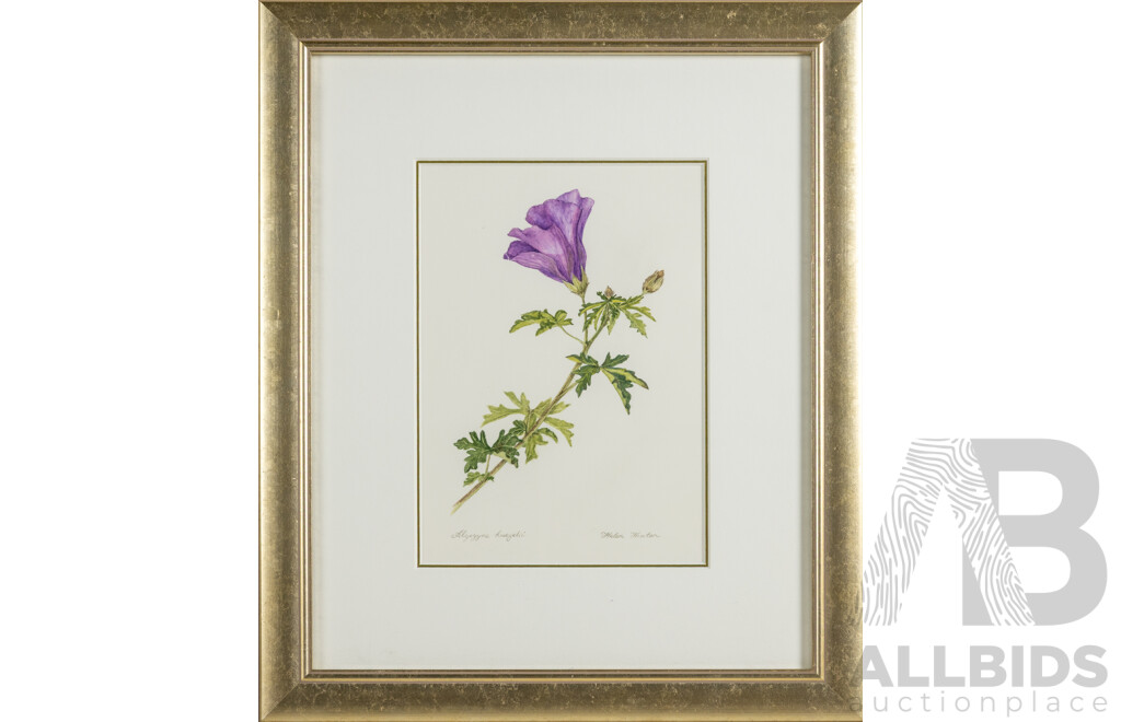 Helen Hinton (20th Century), Alyogyne Huegelii [Native Hibiscus], Wonderful Original Watercolour, 44 x 37 cm (frame)