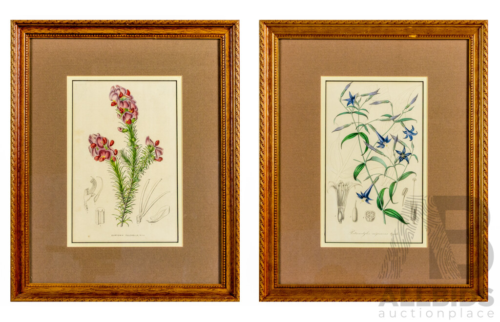 Black Flowered Leianthus & Burtonia Pulchella, Pair of Antique Coloured Steel Engraving Prints (c1860-90s), 40 x 32 cm (frames) (2)
