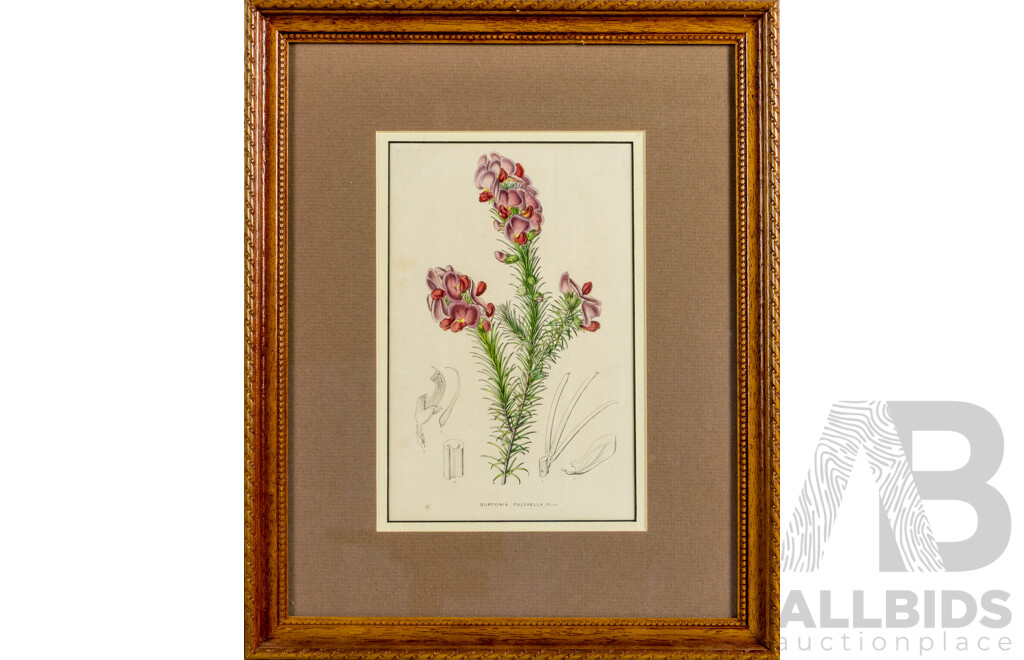 Black Flowered Leianthus & Burtonia Pulchella, Pair of Antique Coloured Steel Engraving Prints (c1860-90s), 40 x 32 cm (frames) (2)