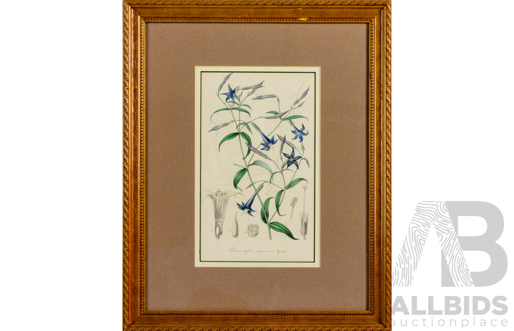 Black Flowered Leianthus & Burtonia Pulchella, Pair of Antique Coloured Steel Engraving Prints (c1860-90s), 40 x 32 cm (frames) (2)