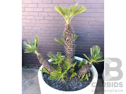 1663282 · Established European Fan Palm(Chamaerops Humilis) with Large Fiberglass Planter