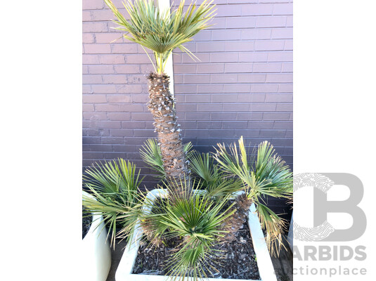 1663284 · Established European Fan Palm(Chamaerops Humilis) with Large Fiberglass Planter