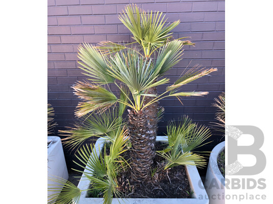 1663283 · Established European Fan Palm(Chamaerops Humilis) with Large Fiberglass Planter