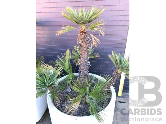 1663286 · Established European Fan Palm(Chamaerops Humilis) with Large Fiberglass Planter