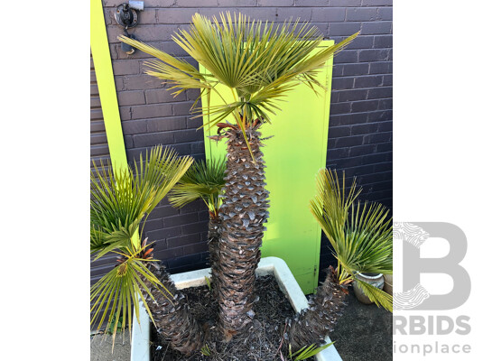 1663285 · Established European Fan Palm(Chamaerops Humilis) with Large Fiberglass Planter