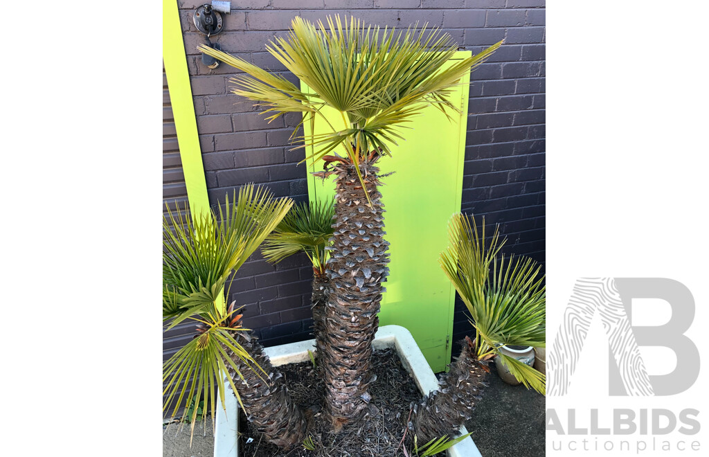 Established European Fan Palm(Chamaerops Humilis) with Large Fiberglass Planter