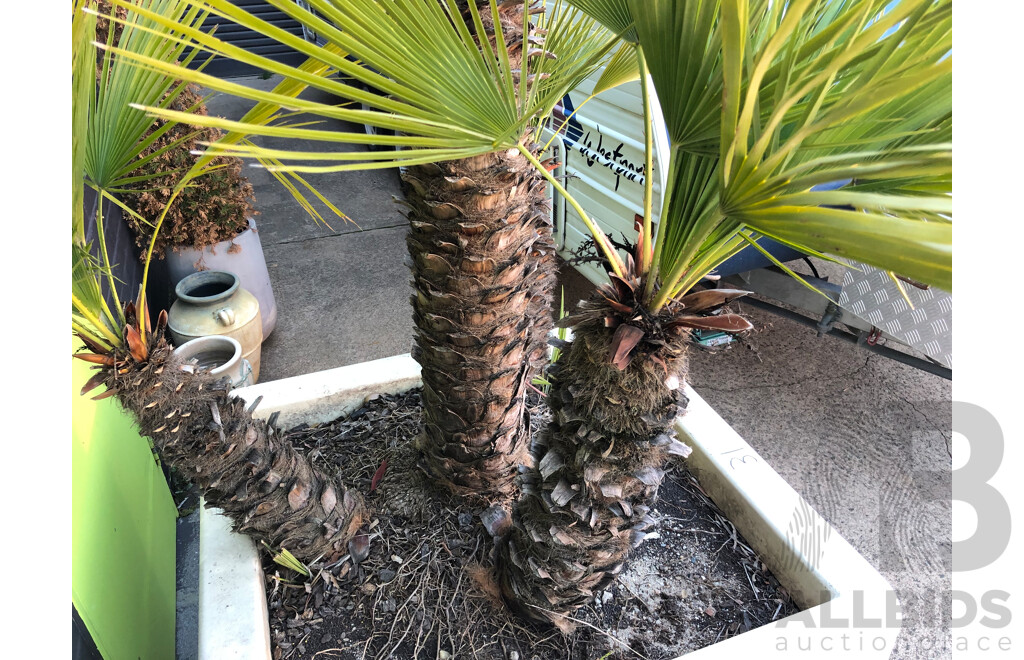 Established European Fan Palm(Chamaerops Humilis) with Large Fiberglass Planter