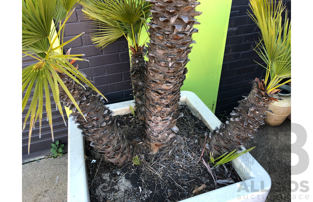 Established European Fan Palm(Chamaerops Humilis) with Large Fiberglass Planter
