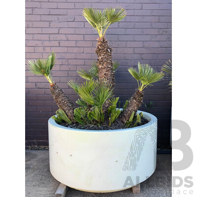 Established European Fan Palm(Chamaerops Humilis) with Large Fiberglass Planter