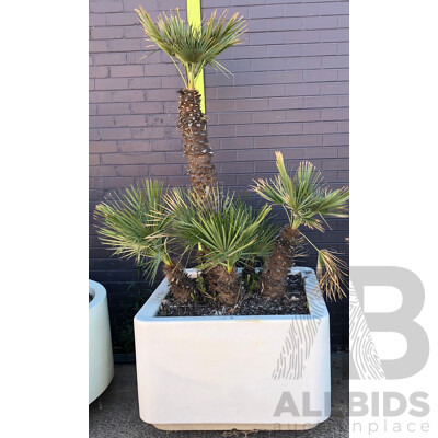 Established European Fan Palm(Chamaerops Humilis) with Large Fiberglass Planter