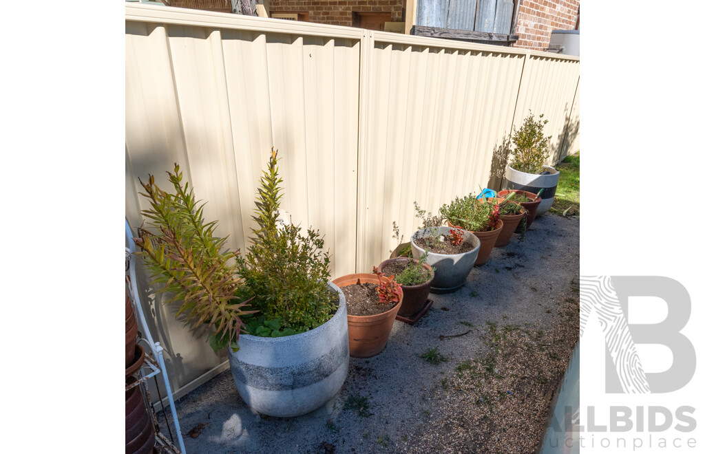 Good Collection of Eight Established Plants in Various Planters