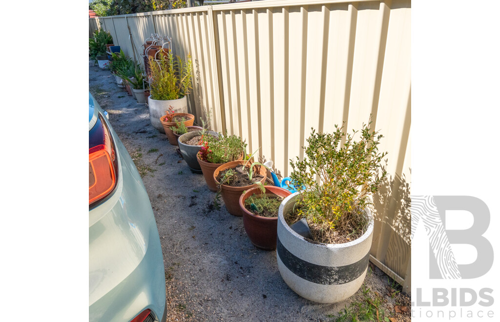 Good Collection of Eight Established Plants in Various Planters