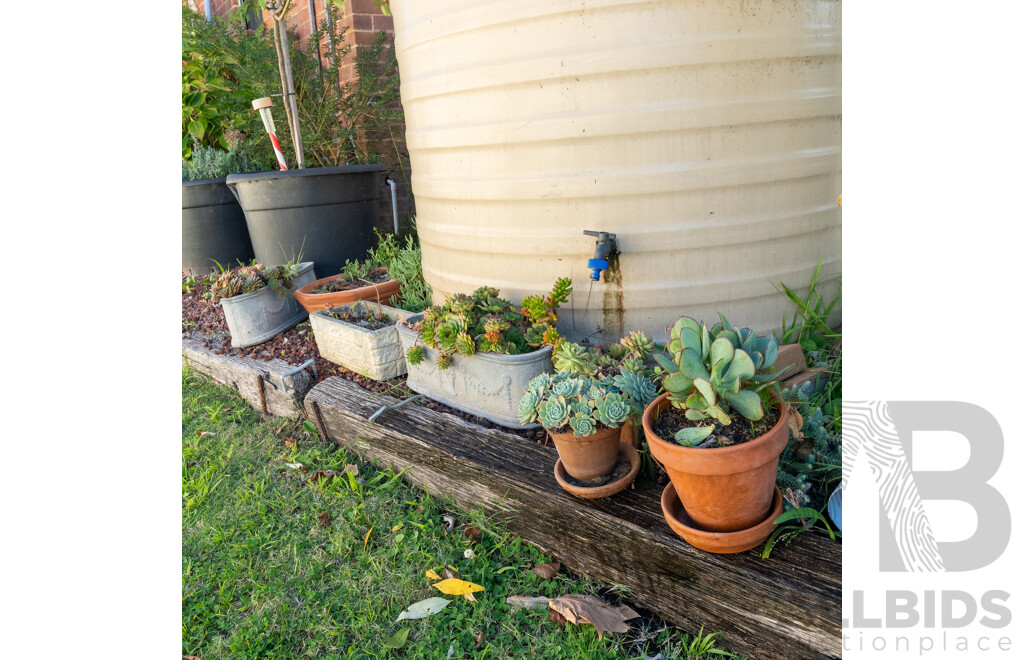 Collection of Eight Potted Succulents in Various Planters