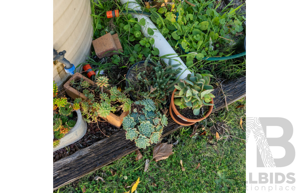 Collection of Eight Potted Succulents in Various Planters