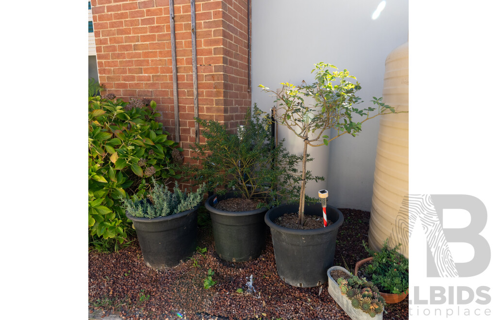 Set of Three Large Plastic Planters with Established Plants