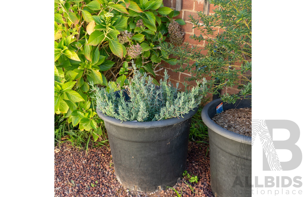 Set of Three Large Plastic Planters with Established Plants