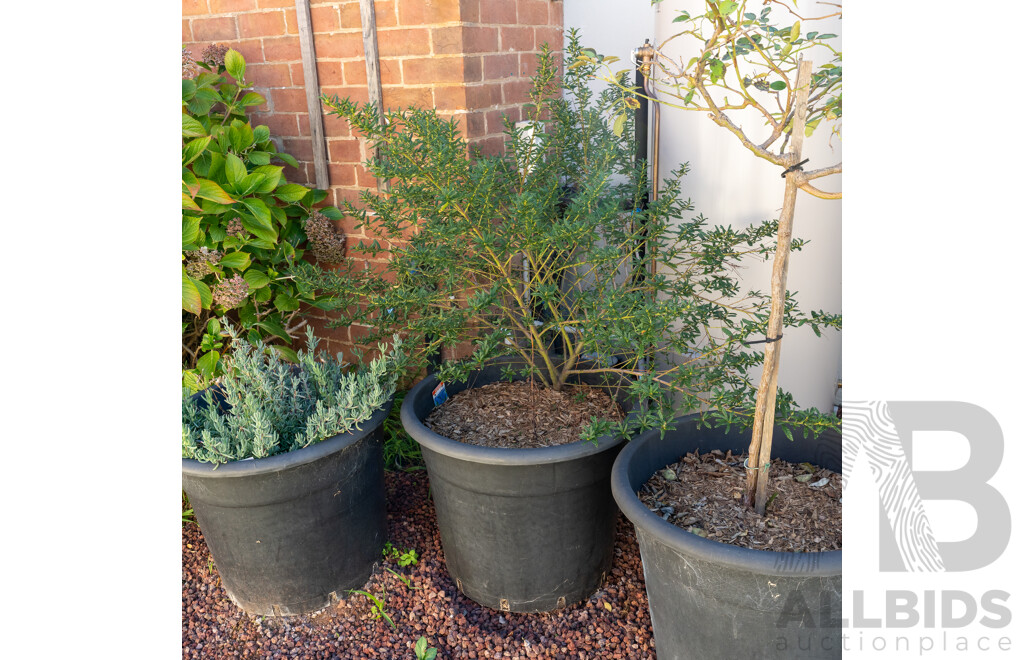 Set of Three Large Plastic Planters with Established Plants