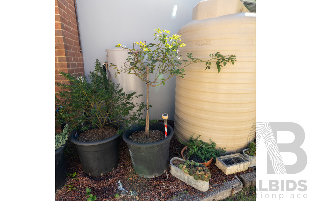 Set of Three Large Plastic Planters with Established Plants