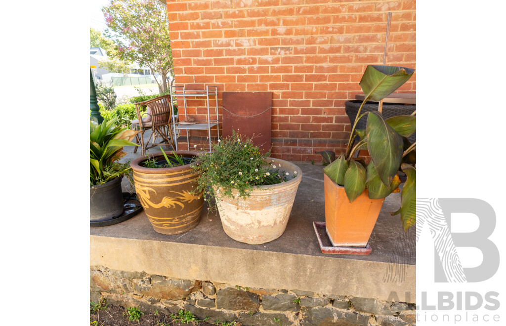 Collection of Eight Various Planters with Established Plants