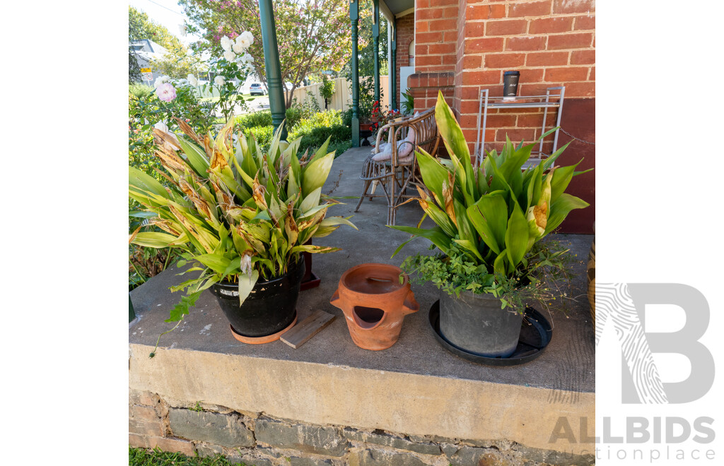 Collection of Eight Various Planters with Established Plants