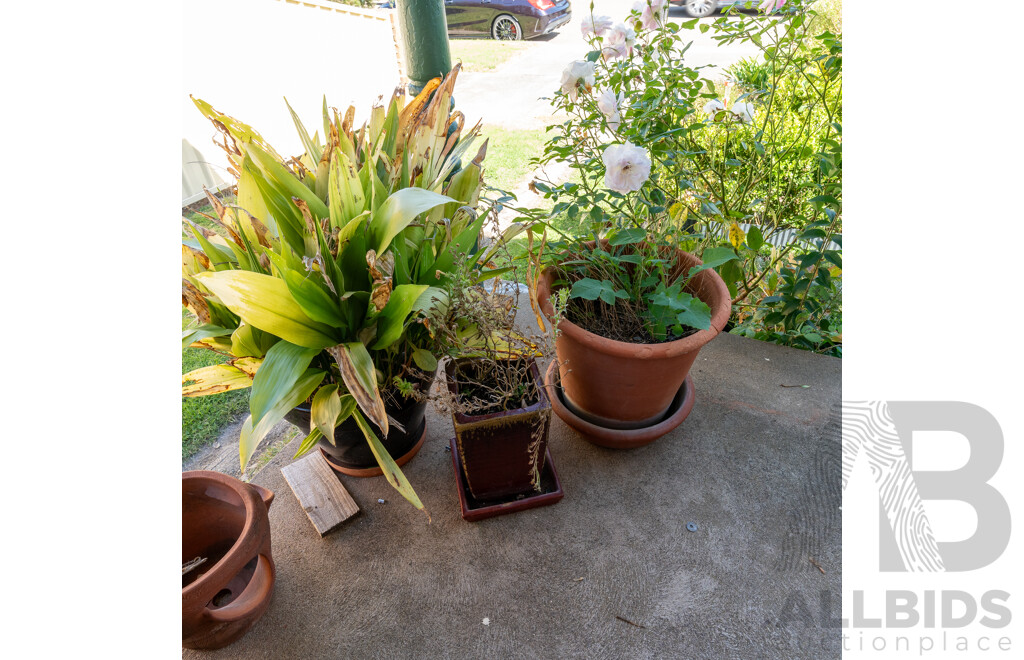 Collection of Eight Various Planters with Established Plants