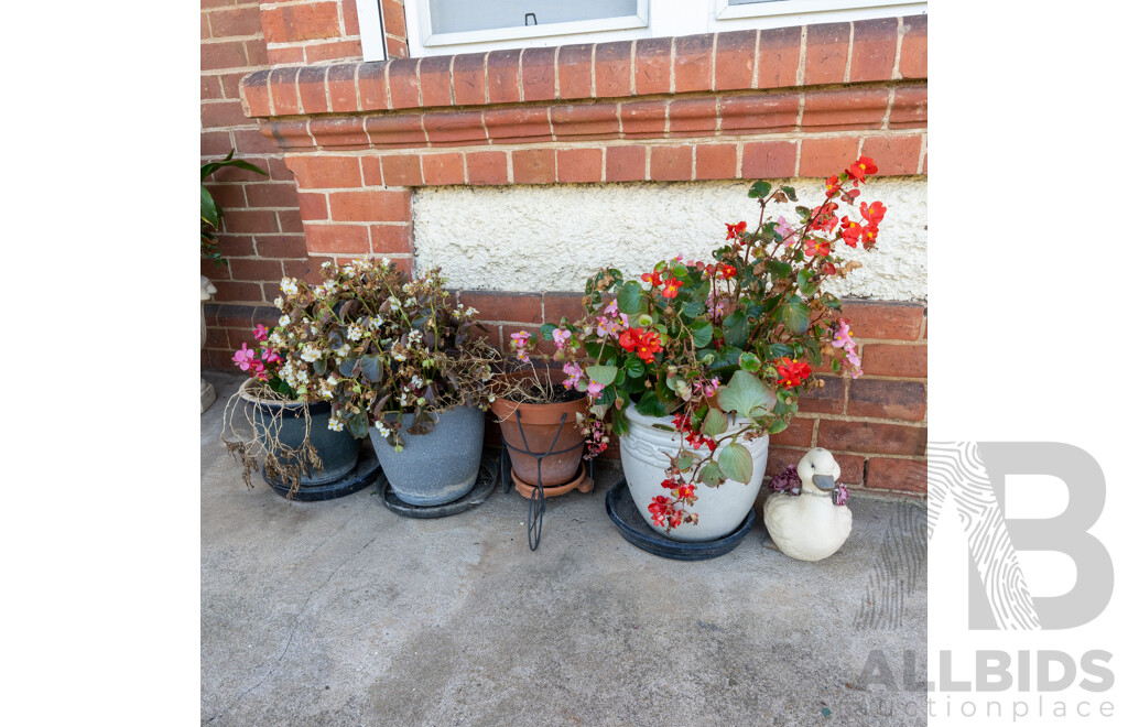 Collection of Four Various Potted Plants and a Ceramic Duck