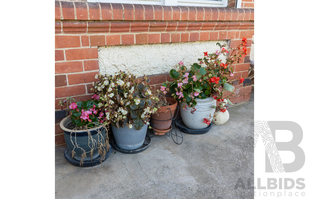 Collection of Four Various Potted Plants and a Ceramic Duck