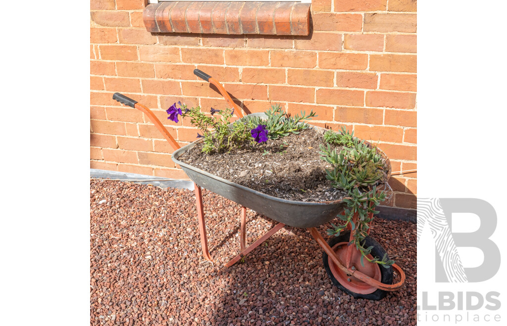Vintage Galvanized Wheelbarrow with Potted Succulents