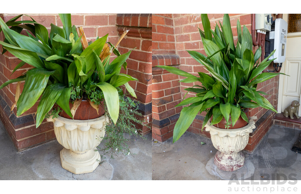 Pair of Cast Concrete Garden Planters with Plants