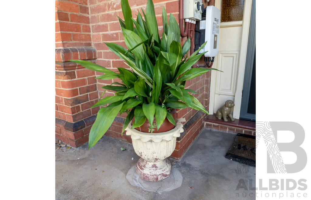 Pair of Cast Concrete Garden Planters with Plants