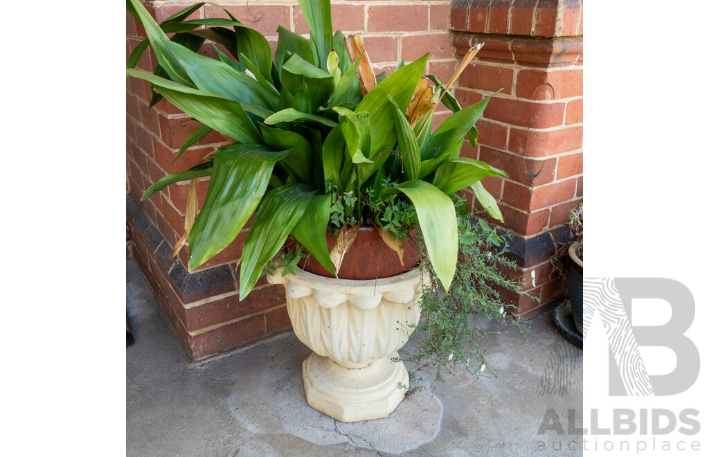 Pair of Cast Concrete Garden Planters with Plants