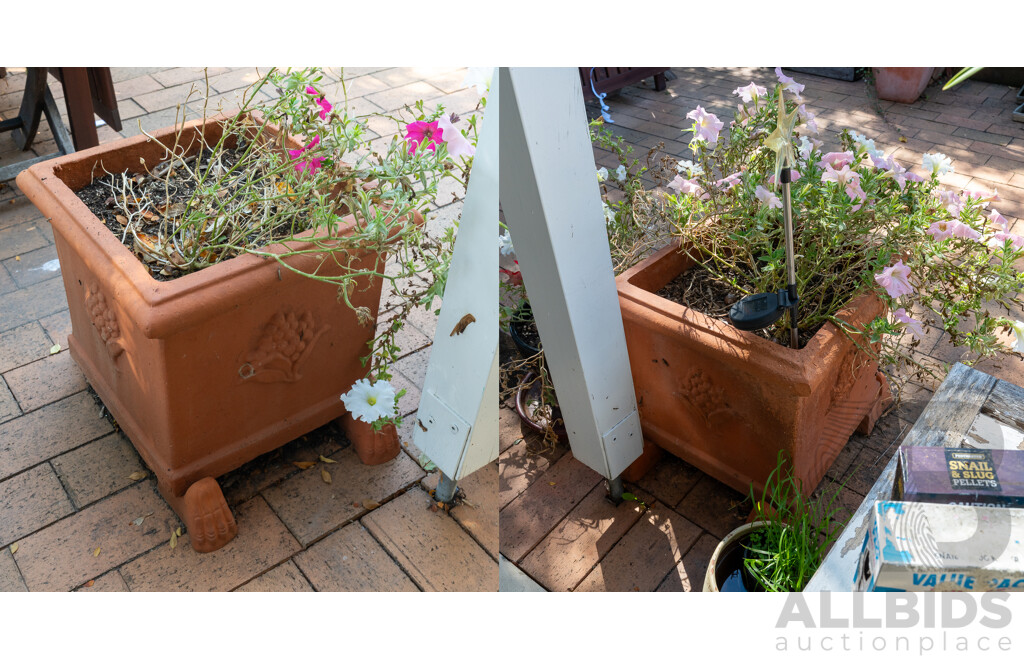 Pair of Square Line Terracotta Planters with Plants