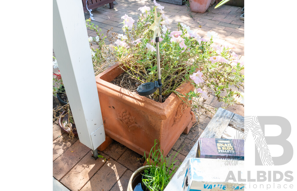 Pair of Square Line Terracotta Planters with Plants