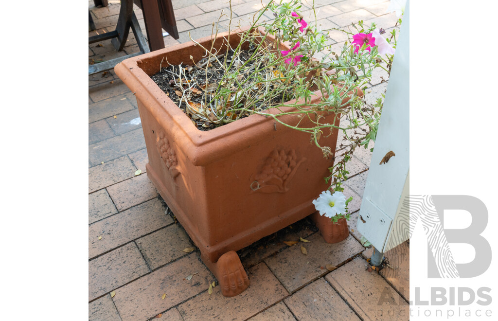 Pair of Square Line Terracotta Planters with Plants